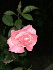 Rose at night