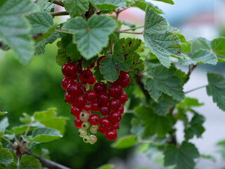 Red Currant Ribes berries on the branch