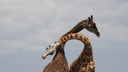 Formation of love heart on the necks of fighting giraffes.