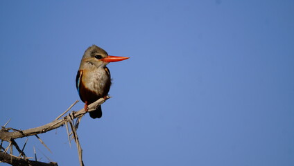 Front view of a grey headed king fisher.