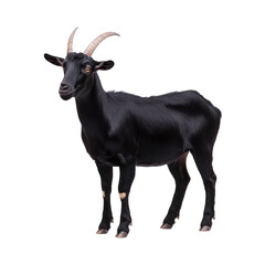 Fototapeta premium Black goat with curved horns stands against plain background, showcasing its sleek fur and alert posture. animal gaze is directed forward, exuding calm and curious demeanor