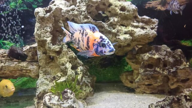 view aquarium with beautiful colorful cichlid fishes : yellow , multicolor, mzuli and other african mbuna cichlids