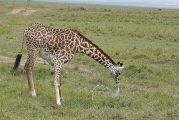 giraffe finish drinking water