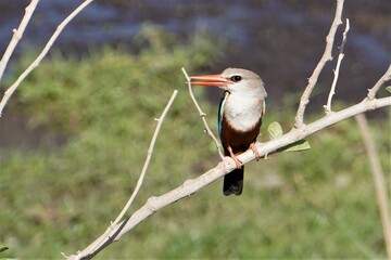 grey headed kingfisher on a branch