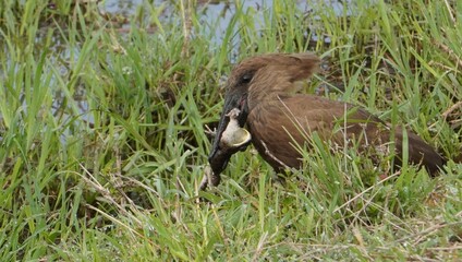 Hammerkop killing a frog in a swamp.