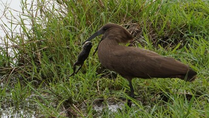  hammerkop ready to swallow a large frog