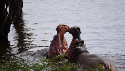 hippos fighting showing sharp teeth