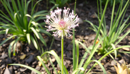 Flourishing ornamental Allium blossom, grunge. White tone
