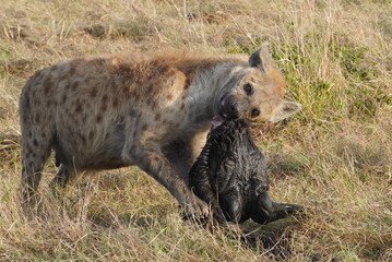  Hyena eating the lips of a wildebeest.