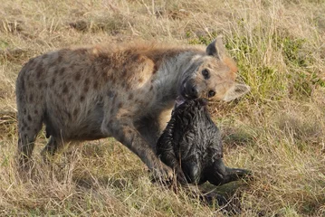 Fotobehang Hyena  Hyena eating the lips of a wildebeest.  © naturespy