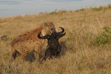  Hyena wearing the head of a wildebeest