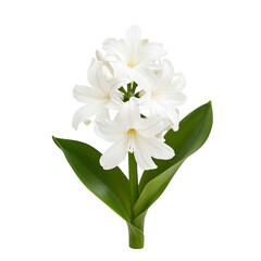 Obraz premium White lilies with lush green leaves on transparency background, symbolizing purity and elegance. delicate petals and vibrant foliage create striking contrast, enhancing flower beauty