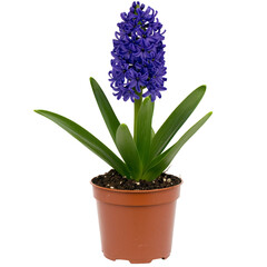 Vibrant purple hyacinth in full bloom stands in brown pot, showcasing its lush green leaves and rich color. flower exudes sense of freshness and natural beauty
