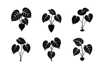 set of taro plant silhouette vector illustration