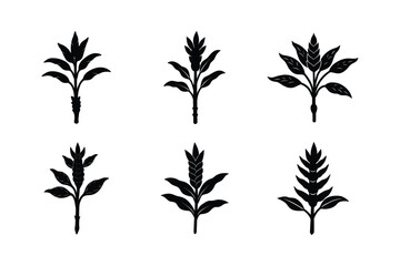 set turmeric plant silhouette vector illustration