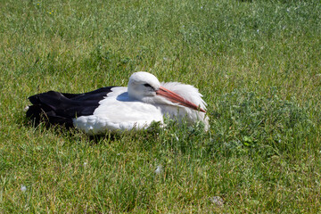 Closeup a white stork sitting on grass in the zoo.