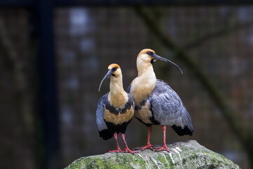 Buff-necked, Theristicus melanopis Ibises Perched on Mossy Rock. Two buff-necked ibises standing on a moss-covered rock with blurred background.