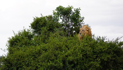 Lion sitting on a weak bush.
