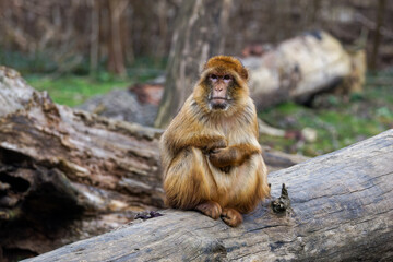 Solitary Monkey, Macaca Sylvanus on a Log in Nature. A solitary monkey sitting on a fallen log in a natural setting, surrounded by trees and foliage.