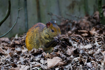Rodent Nibbling Among Dry Leaves. A small rodent dasyprocta prymnolopha, with brown fur sits among...