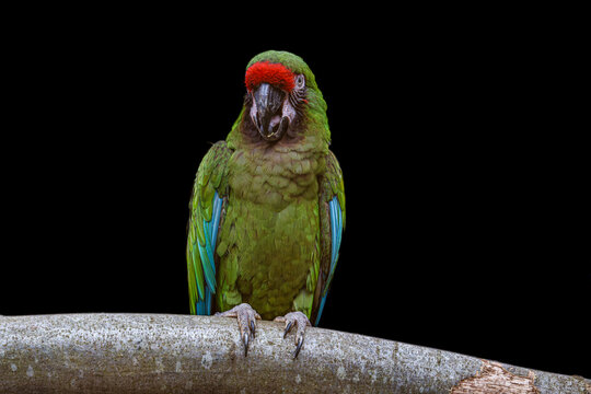 Green Parrot, Cyanoramphus cookii with Red Forehead Perched on Branch. A vibrant green parrot with a red forehead perched on a branch, displaying its colorful feathers. - Powered by Adobe