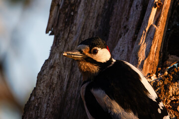 Close-up of a woodpecker perched on a tree trunk, with sunlight highlighting its feathers.