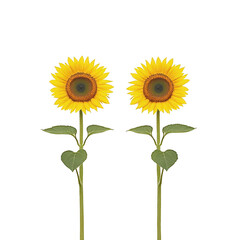 Fototapeta premium Two vibrant sunflowers with green leaves stand against plain background, showcasing their bright yellow petals and brown centers. simplicity highlights their natural beauty