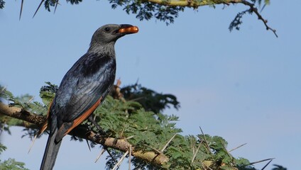  Red winged starling with fruits in her beak.