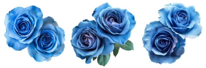 Set of Cluster of stunning blue roses arranged artfully on a white background, highlighting their rich color and texture on pure on transparent png background. Ai generated