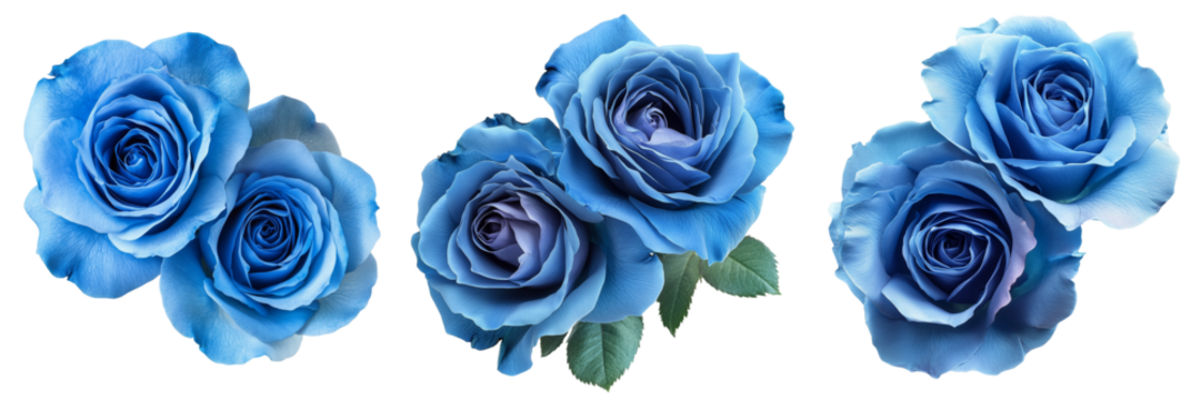 Set of Cluster of stunning blue roses arranged artfully on a white background, highlighting their rich color and texture on pure on transparent png background. Ai generated