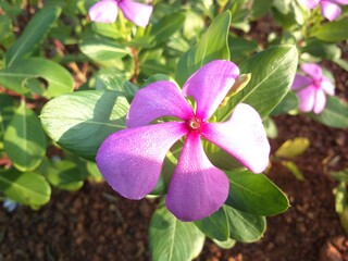 Madagascar periwinkle flowers, pink orchid flower, pink flower, roadside flowers in ramanathapuram, rameshwaram, tamilnadu, india, asia 