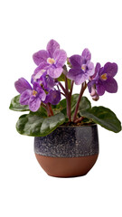 African violet plant or saintpaulia  in a pot isolated on transparent background, png file
