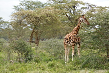 Rothchild giraffe in the acacia forest.