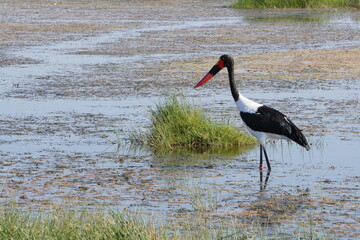 saddle billed stork in a swamp.