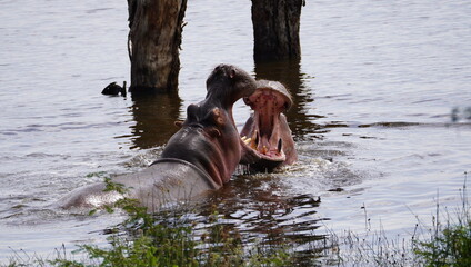 side view of two hippos fighting with mouth wide open.