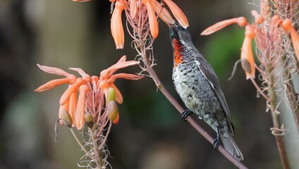 sunbird sucking nectar from a flower.