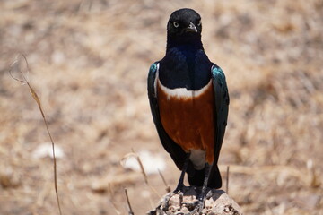  Superb starling facing the camera.