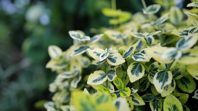 柔らかい風にそよぐツルマサキの葉