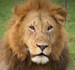  The head of a lion with a serious look on his face.