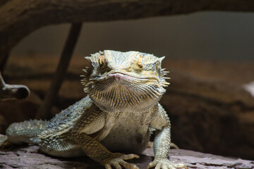: Eine detailreiche Makroaufnahme der Streifenköpfigen Bartagame (Pogona vitticeps), die ihre charakteristische Schuppenstruktur und Farbvariationen zeigt. Die feinen Texturen und natürlichen Erdtöne 