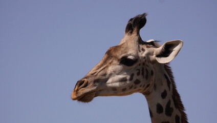 The head of a masai giraffe showing the oscickles.