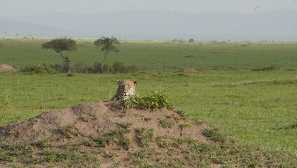 The head of a leopard from behind an anthill.