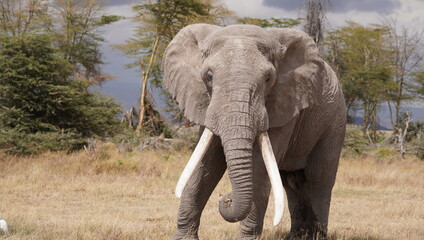 The largest of the African elephant in Amboseli park.