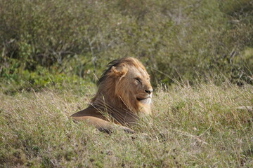  The manes of a lion nicely combed backwards.