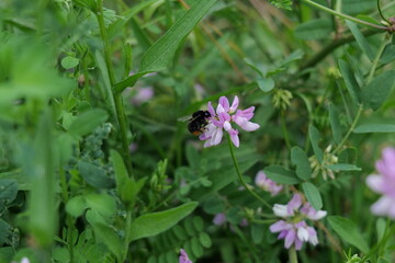 bee on a flower