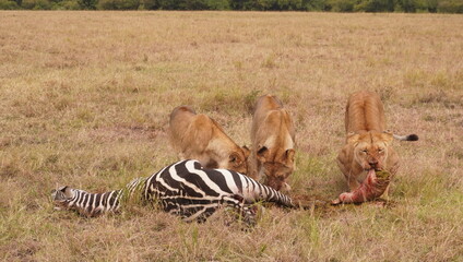  Three lionesses remove the stomach of a zebra.