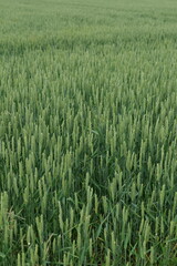 green field of wheat in summer 