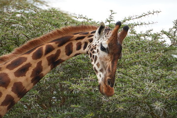 Tongue of a rothchild giraffe.