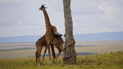  twisted necks of giraffes fighting.