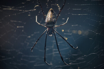 Eine faszinierende Nahaufnahme einer Spinne, die in der Mitte ihres kunstvoll gesponnenen Netzes sitzt. Die feinen Details der Spinnenseide und die nat&uuml;rliche Beleuchtung betonen die Struktur.